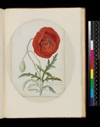 Poppy (Papaver erraticum), 1772