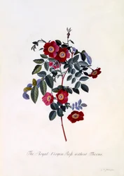The Royal Virgin Rose without Thorns