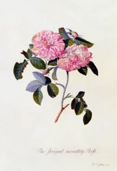 The Striped Monthly Rose, c. 1745