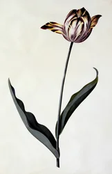 Tulip