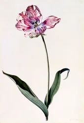Tulip