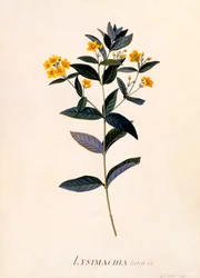 Yellow Loosestrife