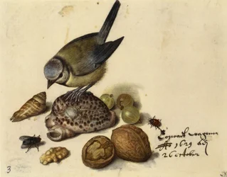 Still Life with Blue Tit, Shells, Fruits and Insects