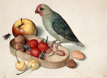 Still Life with Lovebird