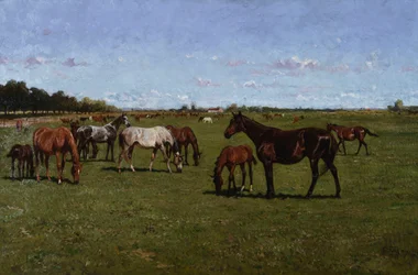 Mares and Foals