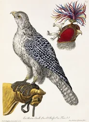 Falconry, Plate 3, from "Deliciae Naturae Selectae"