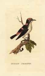 American Treecreeper or Brown Creeper, Certhia americana
