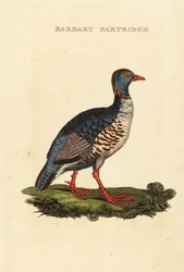 Barbary Partridge
