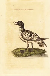 Cape Petrel