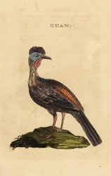 Crested guan
