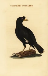 Crested Myna