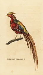Golden Pheasant, Chrysolophus pictus