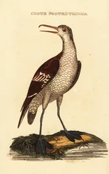 Red-necked Phalarope