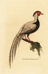 Silver pheasant, Lophura nycthemera