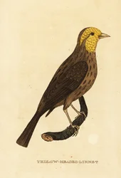 Yellow grosbeak