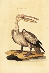 Great white pelican