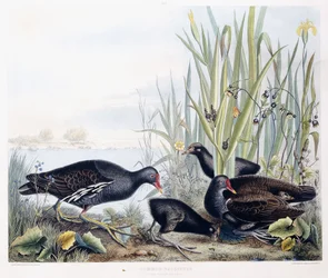 Common Gallinule (Moorhen) (Male, Female and Young), c.1841