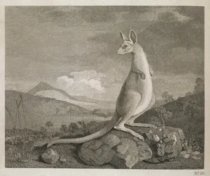 An Animal Found on the Coast of New Holland called Kangaroo