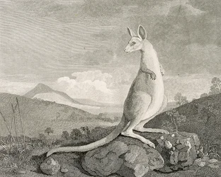 An animal found on the coast of New Holland, called Kanguroo, c.1773
