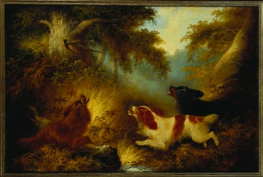 Spaniels Putting Up a Pheasant