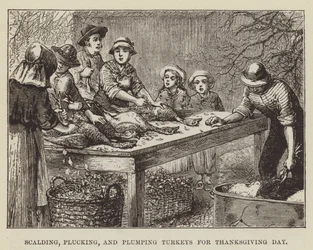 Scalding, Plucking, and Plumping Turkeys for Thanksgiving Day
