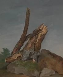 Study of Rocks and Branches