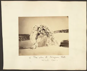 A Tree Above the Niagara Falls