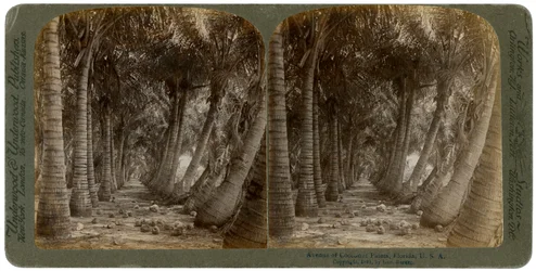 Avenue of coconut palms, Florida, USA, 1891