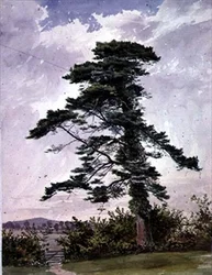 Landscape, with a Scotch Pine