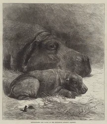 Hippopotamus and Young at the Zoological Society