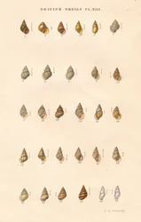 British Shells