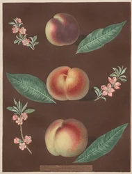 Pomona Britannica: No. 33 - Peaches