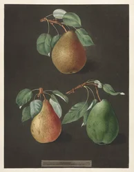 Pomona Britannica: No. 82 - Pears, 1807