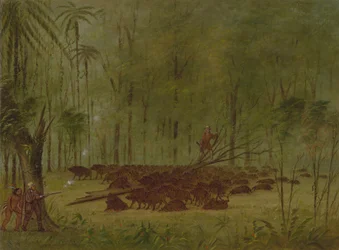 A Fight with Peccaries - Caribbe, 1854-1869