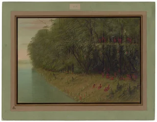An Amazon Forest - Looking Ashore