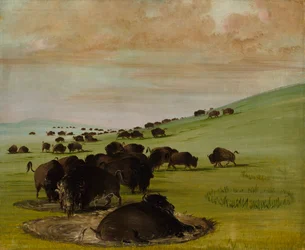 Buffalo Bulls in a Wallow
