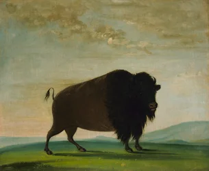 Buffalo Cow, Grazing on the Prairie, 1832-1833