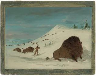 Buffalo Lancing in the Snow Drifts