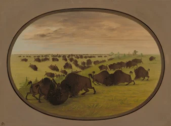 Bulls Fighting