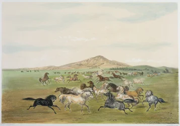 Wild Horses at Play