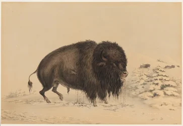 Wounded Buffalo Bull