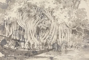 A Pipul Tree