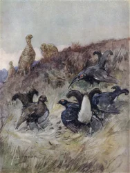 Illustration for The Story of a Red Deer