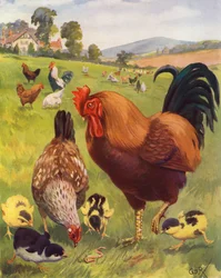 Robert, the Cock, is Very Proud