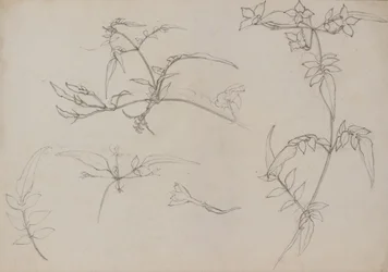 Botanical Drawing