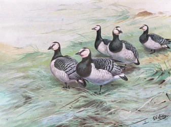 Barnacle Geese