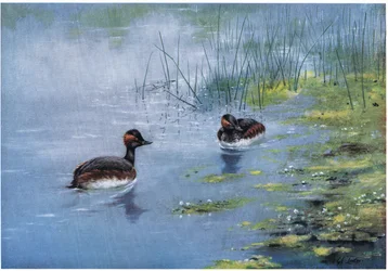 Black Necked Grebe