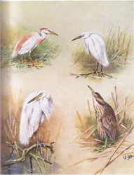 Buff-Backed Heron, Little Egret, Great White Egret, American Bittern