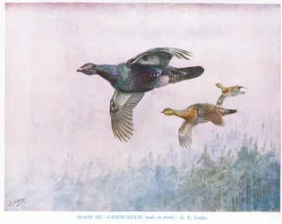Capercaillie (male in front), illustration from 