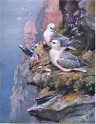 Fulmars
